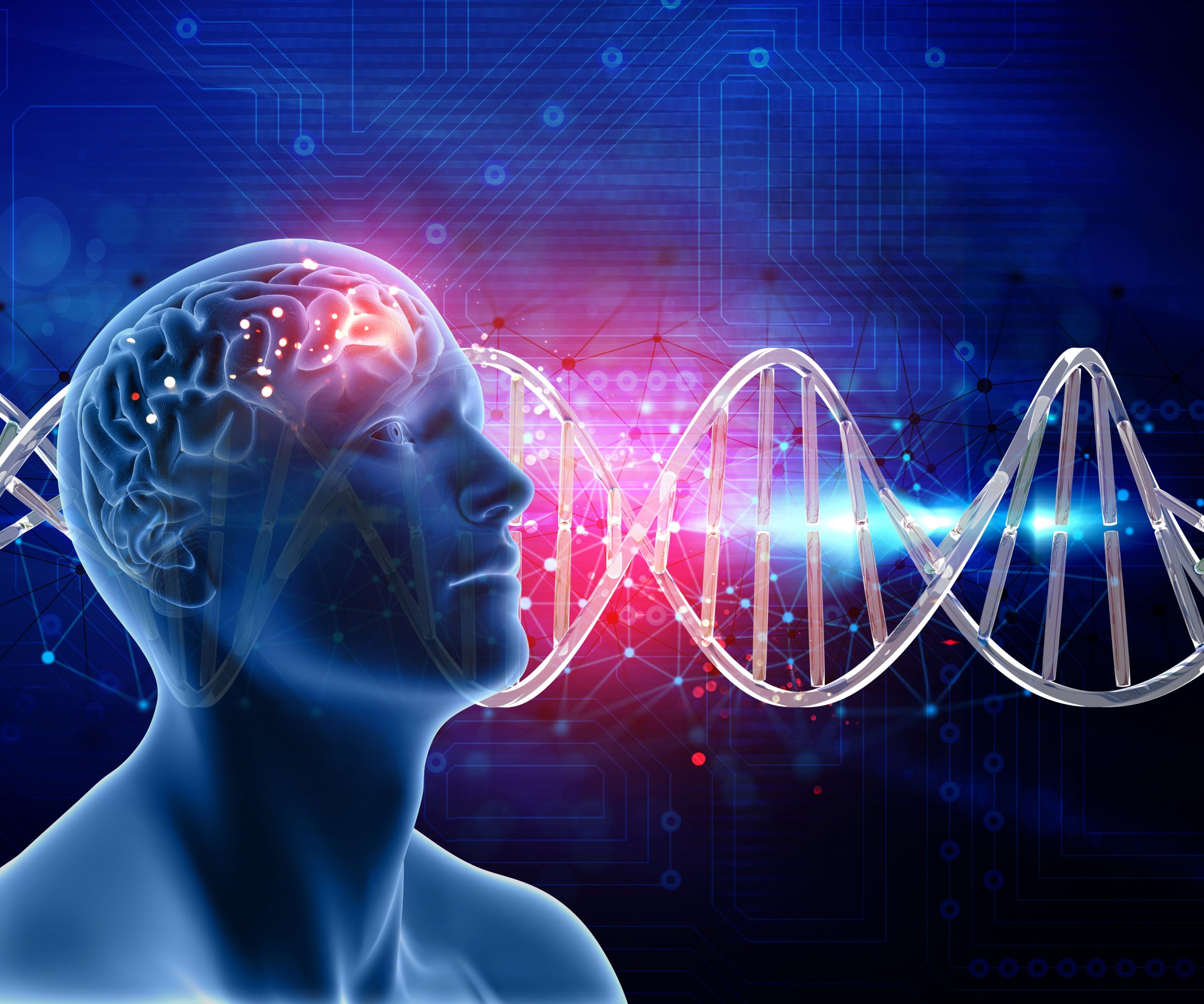 white matter connections in brain