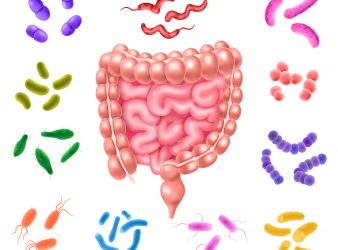 Gut bacteria