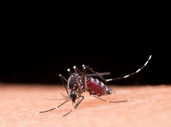 Dengue virus spread using mosquito saliva