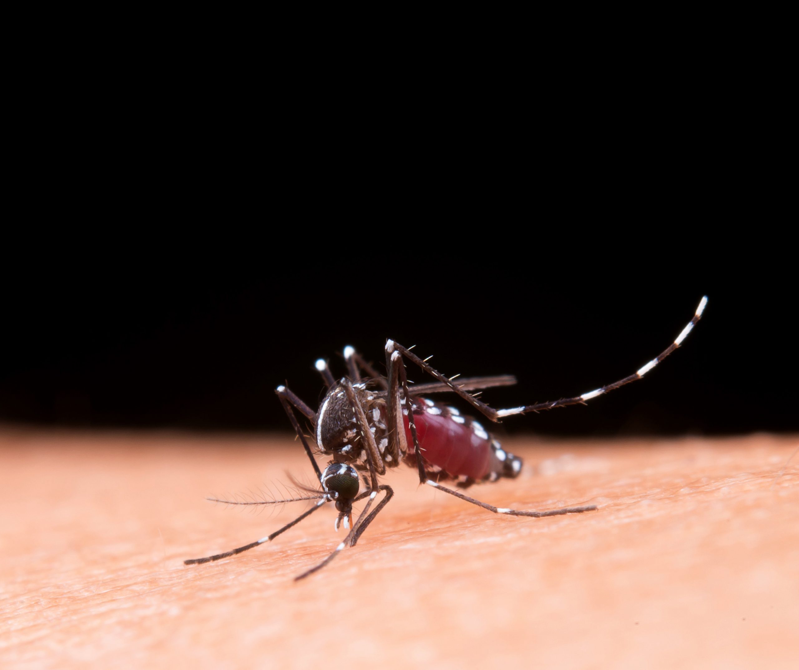 Dengue virus spread using mosquito saliva