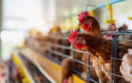 H5 Avian Flu in Two Poultry Employees
