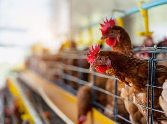 H5 Avian Flu in Two Poultry Employees