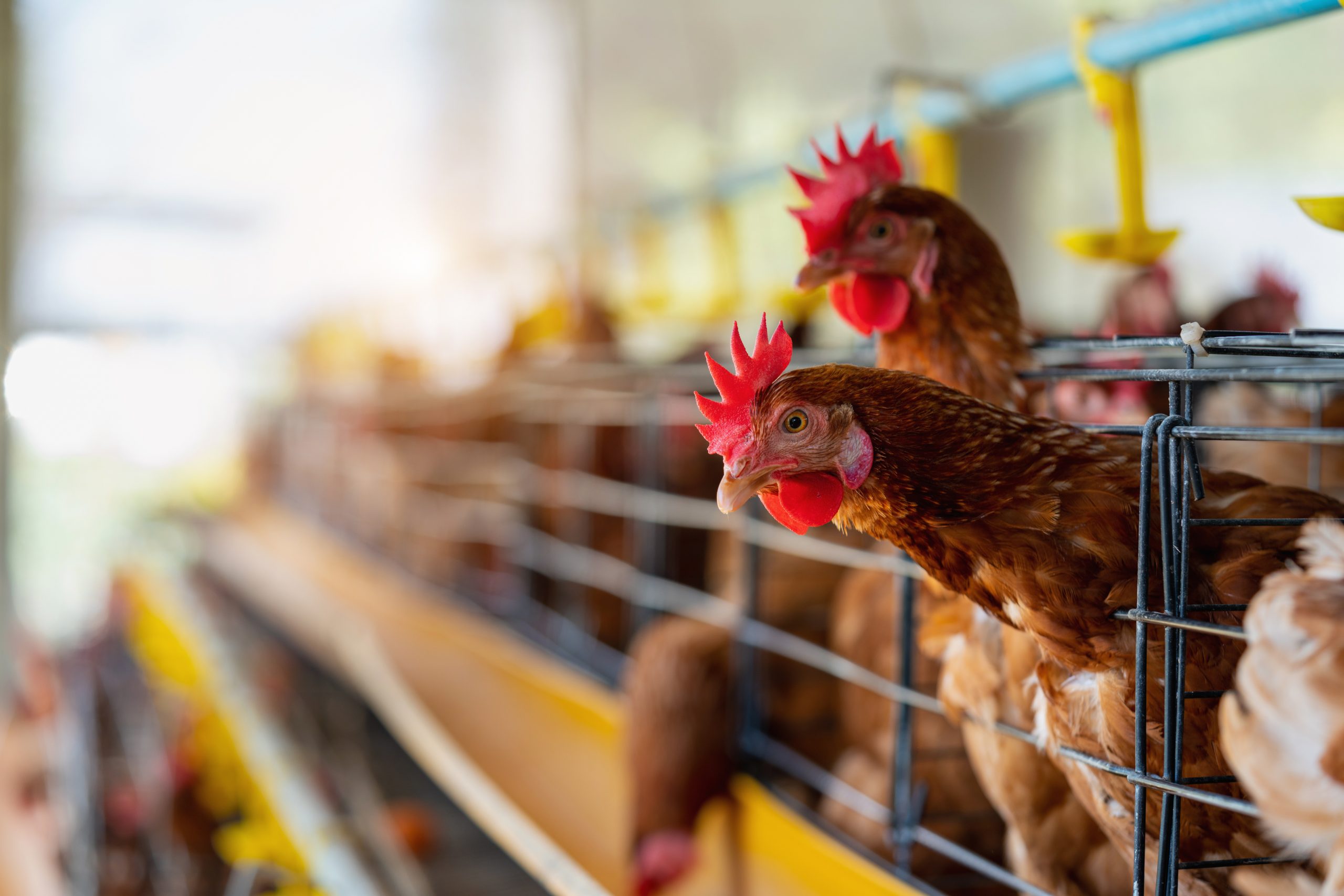 H5 Avian Flu in Two Poultry Employees