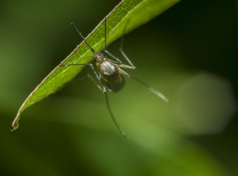 Scented Soaps attract Mosquitoes