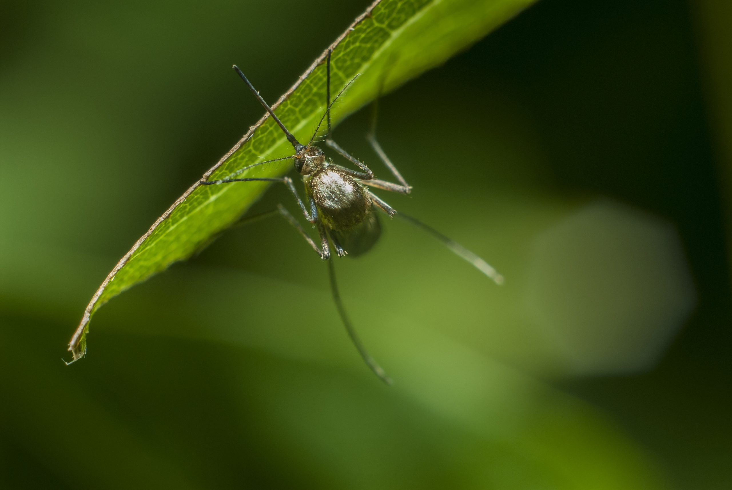 Scented Soaps attract Mosquitoes