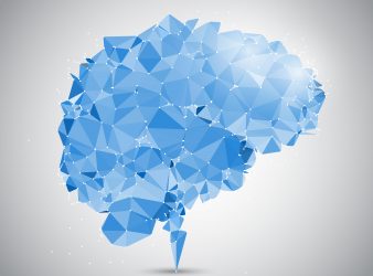 Brain Shape Affects its Functioning