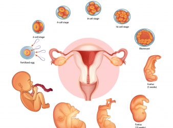 UTSouthwestern Stem Cell Biologists Create Embryo Model