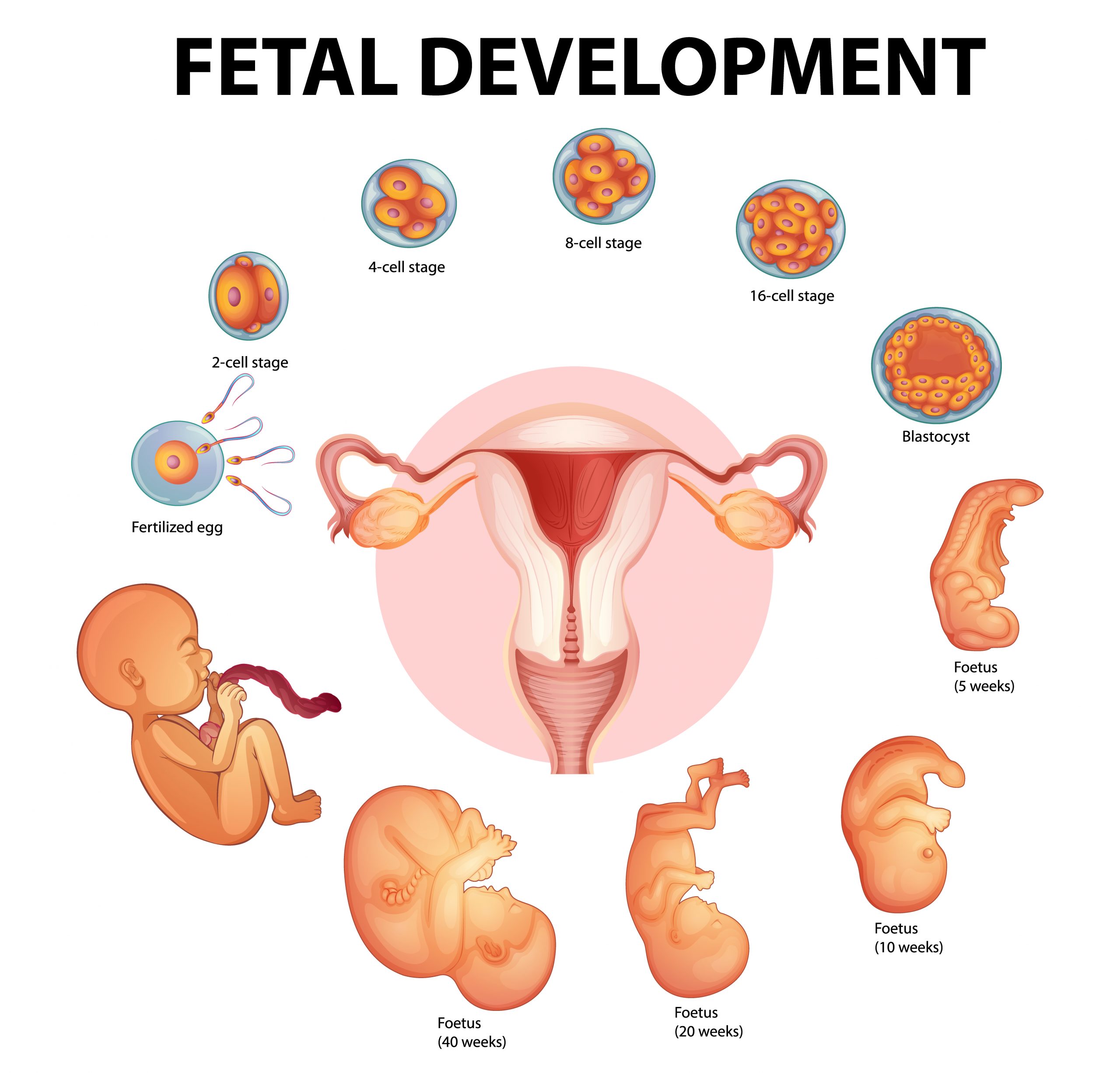 UTSouthwestern Stem Cell Biologists Create Embryo Model