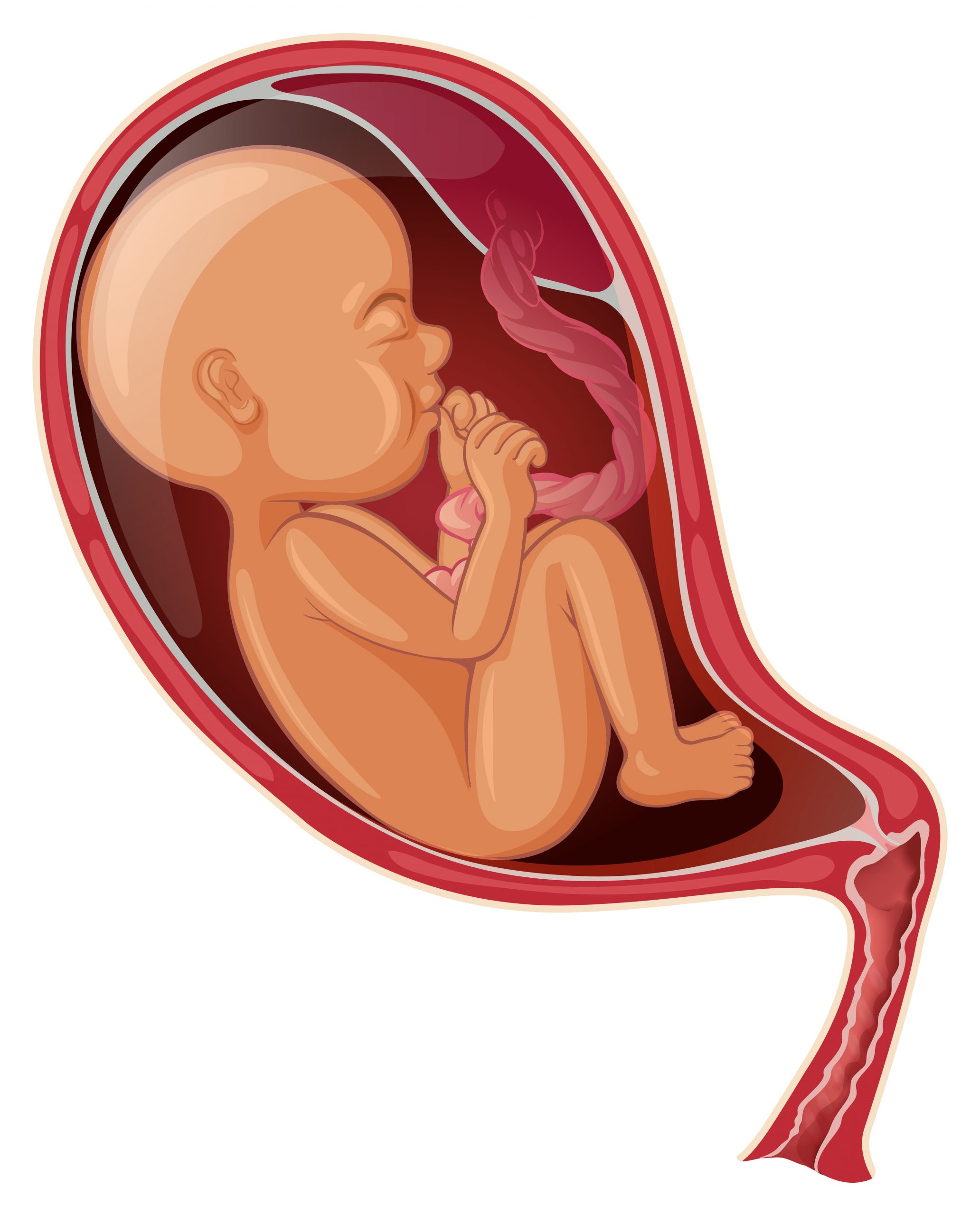 Interplay Between Human Placenta and COVID Virus