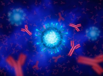 Immune Cell Mechanism During Inflammation Identified