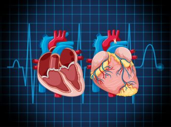 3D Printed Heart Muscle to Beat with Fiber Infused Ink