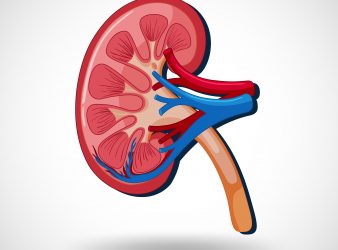 Kidney Tissue Helps Understand Kidney Injury