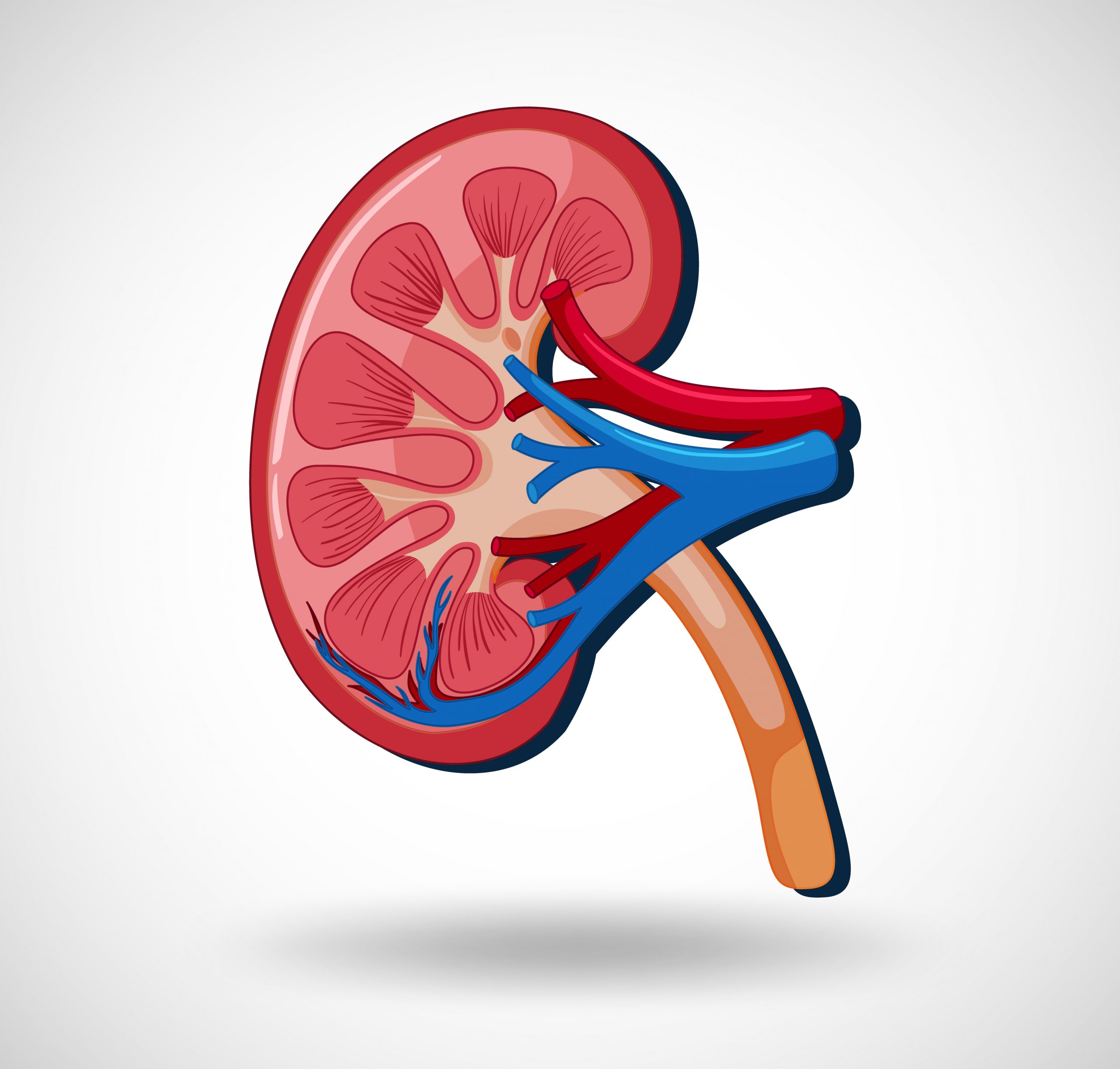 Kidney Tissue Helps Understand Kidney Injury