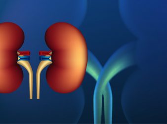 Breakthrough in Preserved Kidney Transplant