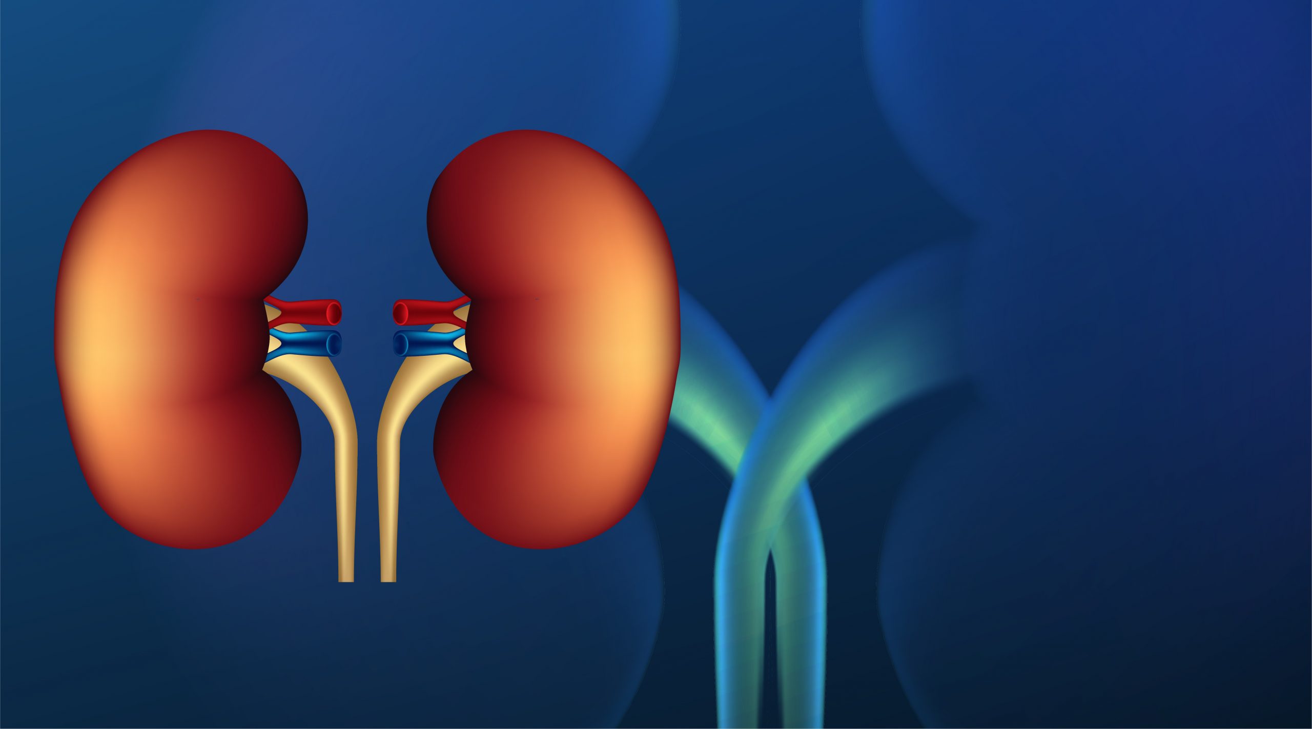 Breakthrough in Preserved Kidney Transplant