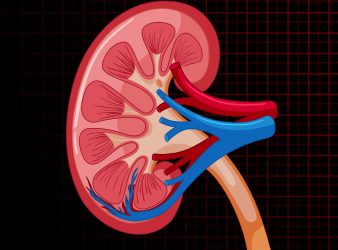 New Kidney Function Equation Improves Heart Failure Therapy