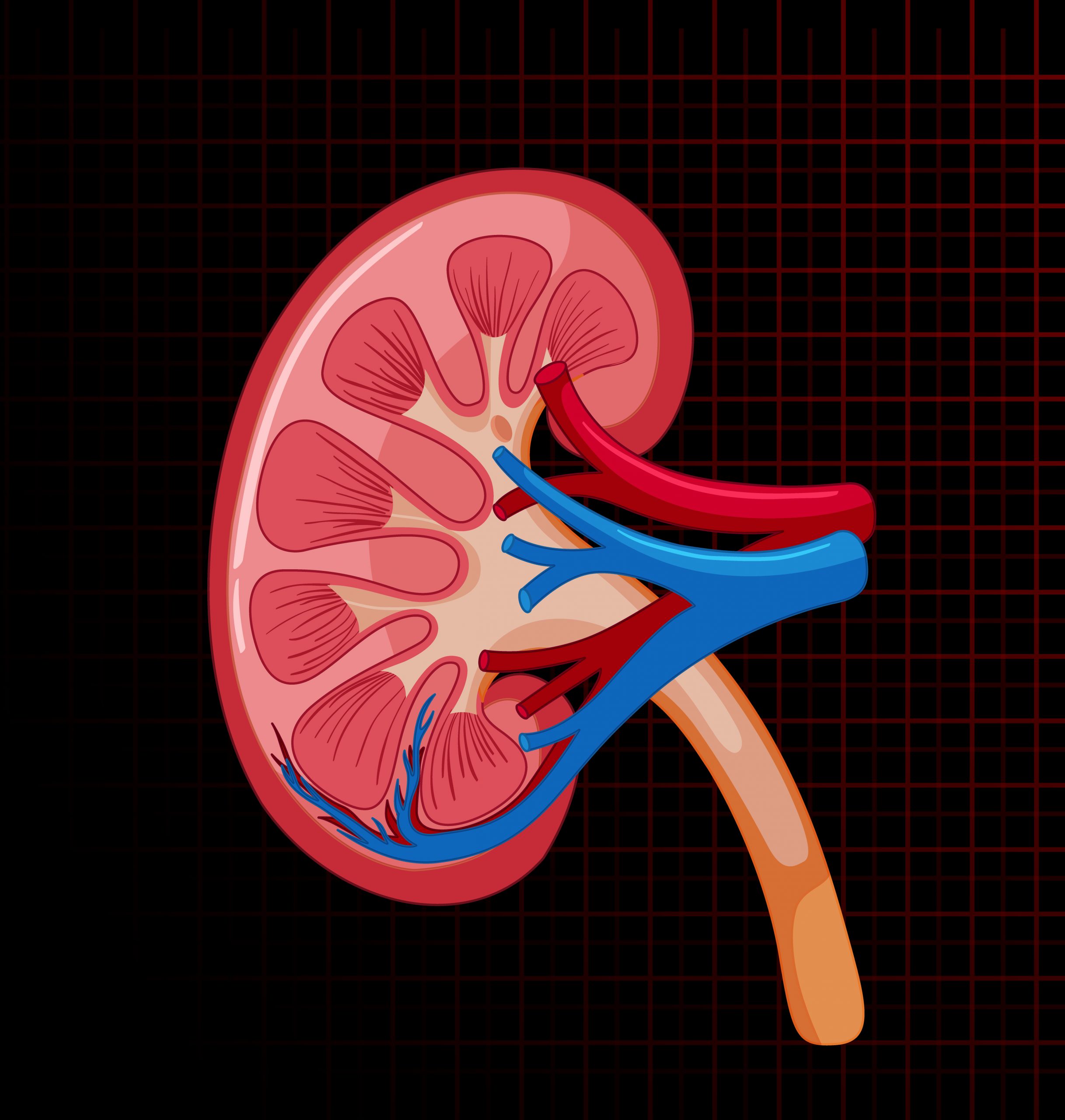 New Kidney Function Equation Improves Heart Failure Therapy