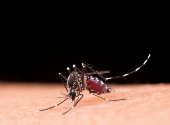 Research Advises WHO Malaria Net Guidelines Update