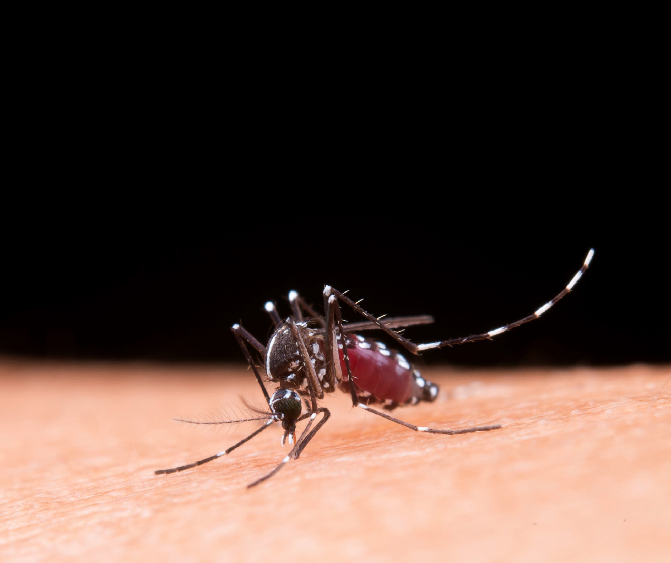 Research Advises WHO Malaria Net Guidelines Update