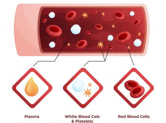 Link Between Iron Deficiency and Cell Growth Regulation