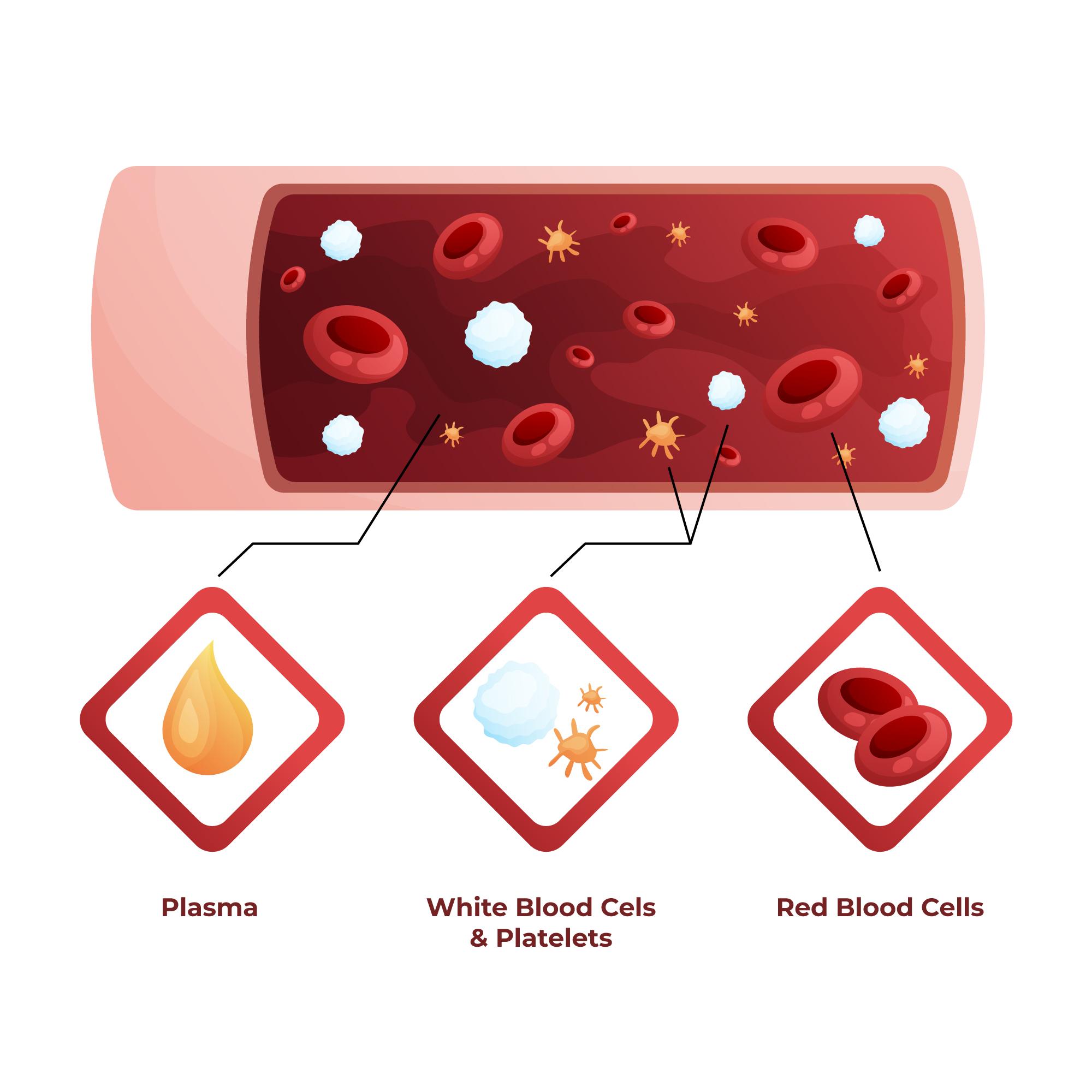 Link Between Iron Deficiency and Cell Growth Regulation