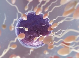 Mitochondrial DNA Missing in Mature Sperm