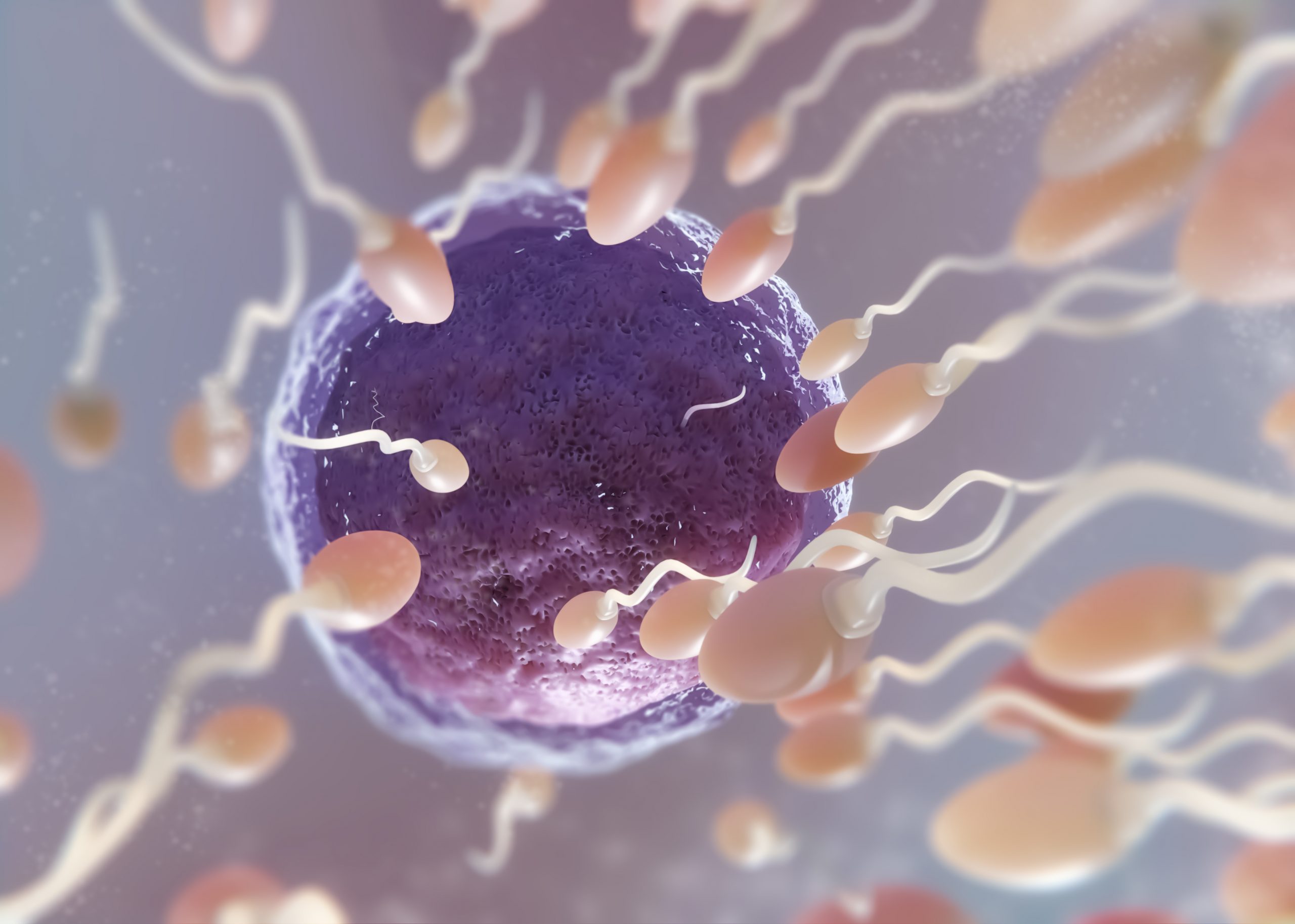 Mitochondrial DNA Missing in Mature Sperm