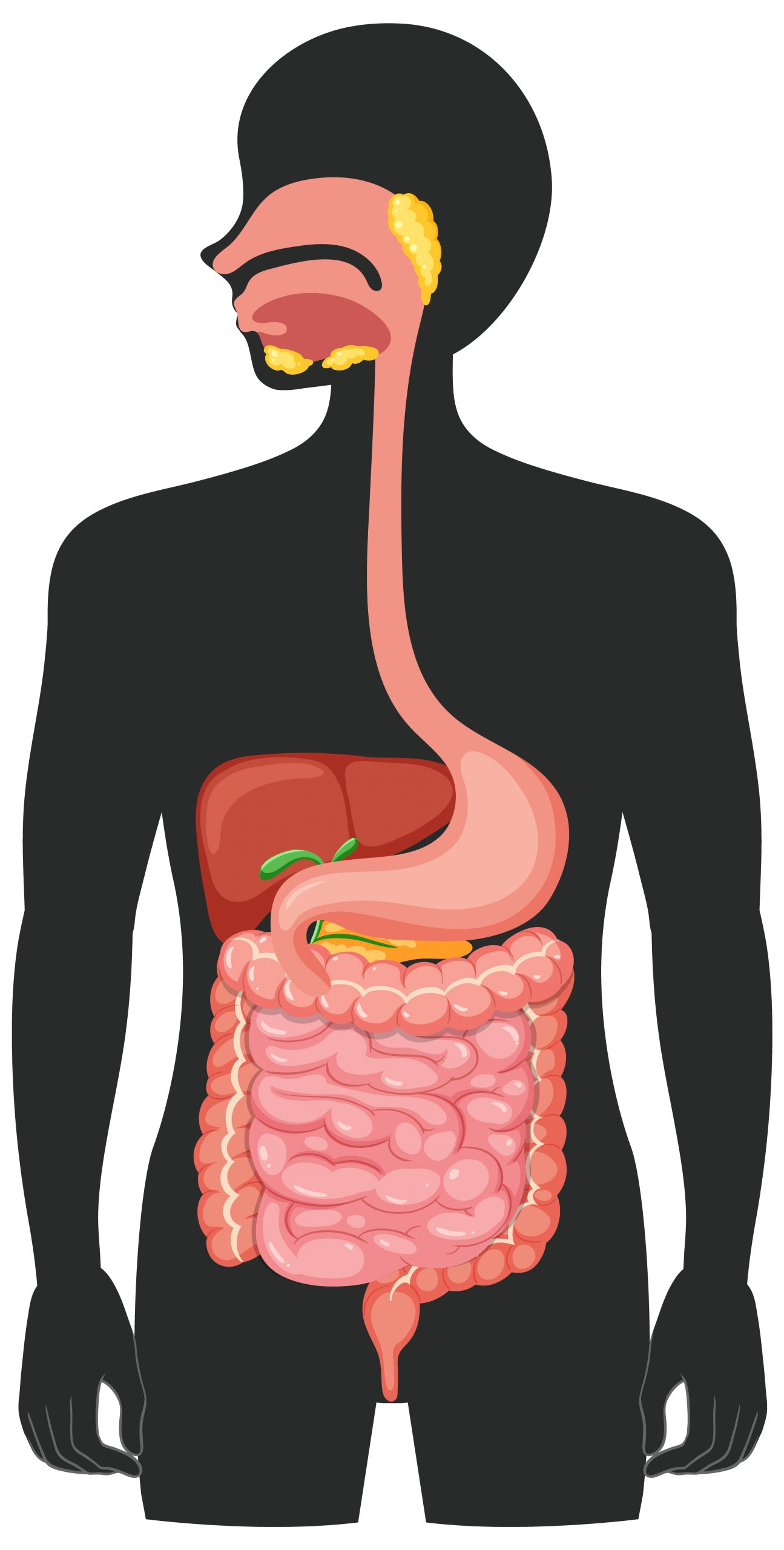 Oral-Gut Axis