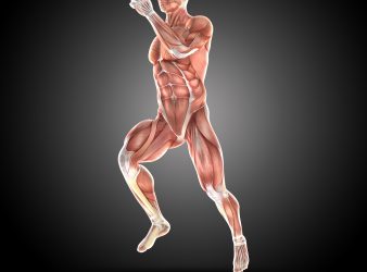 muscle adaptation
