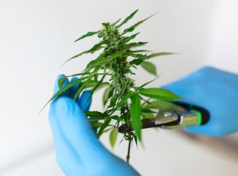 Medical Cannabis Improves Quality of Life in Chronic Illness Patients