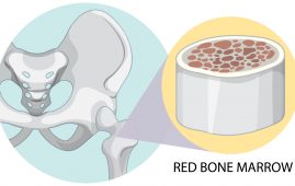 Engineered Bone marrow