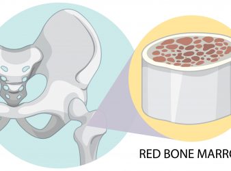 Engineered Bone marrow