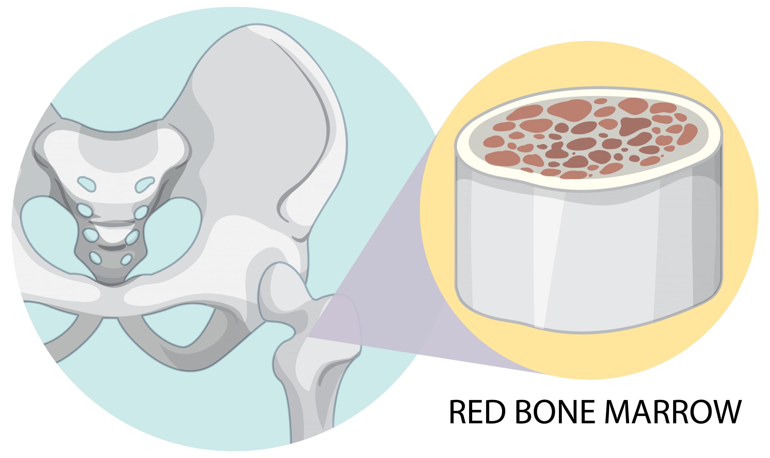 Engineered Bone marrow