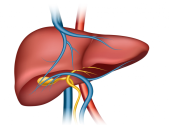 Organ Transplantation Without Long-Term Immunosuppression