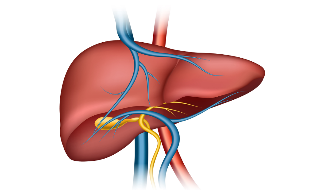 Organ Transplantation Without Long-Term Immunosuppression