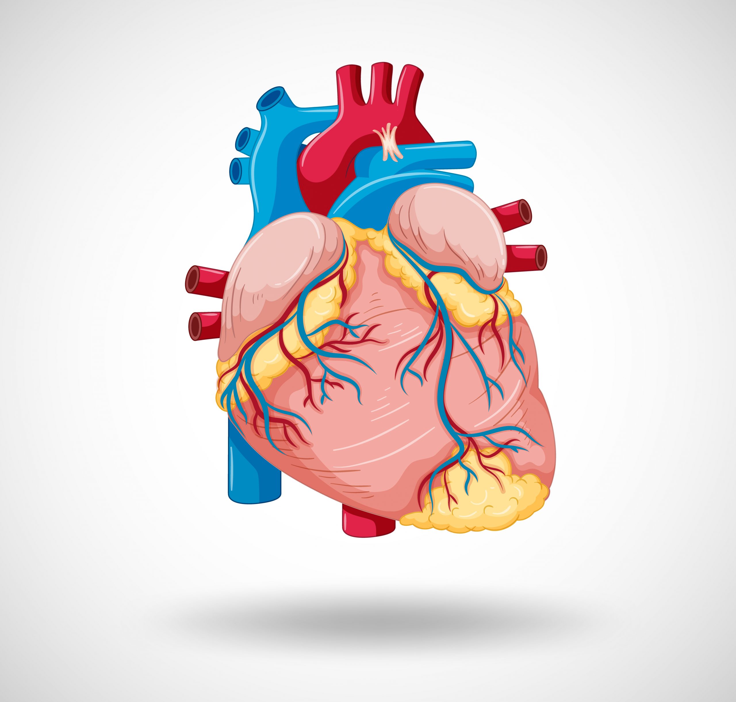 coronary calcium in heart disease