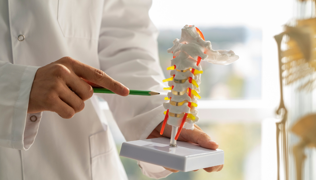 Studies suggest spinal cord damage induces muscle wasting