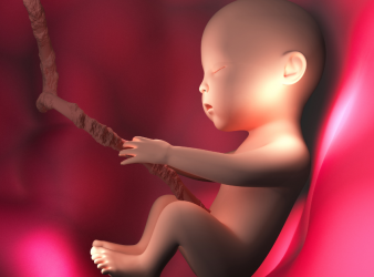 Early Human Embryo