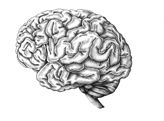 Personalized Brain Connectivity in Blind Individuals