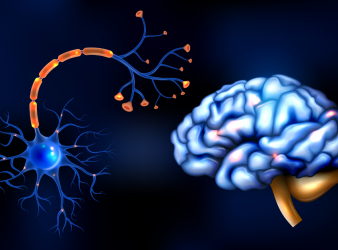 How Serotonin Shapes Behavior in Negative Situations