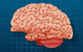 Brain Region for Eye Movements Linked to Cognitive Functions