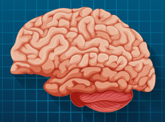 Brain Region for Eye Movements Linked to Cognitive Functions