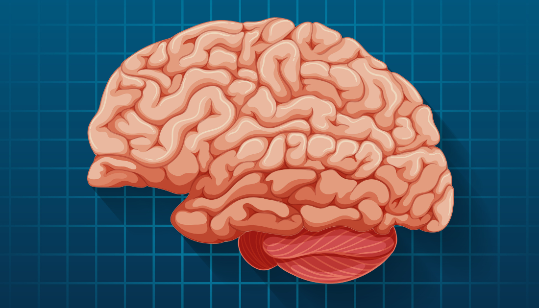 Brain Region for Eye Movements Linked to Cognitive Functions