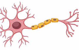 Disrupted Glucose Transport Linked to Myelin Thinning and Aging