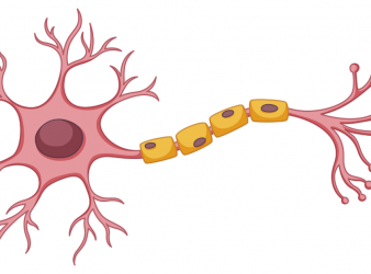 Disrupted Glucose Transport Linked to Myelin Thinning and Aging