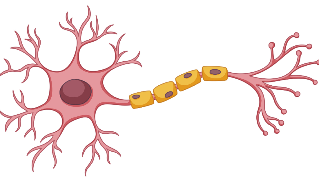 Disrupted Glucose Transport Linked to Myelin Thinning and Aging