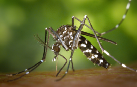 chikungunya