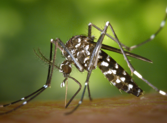 chikungunya