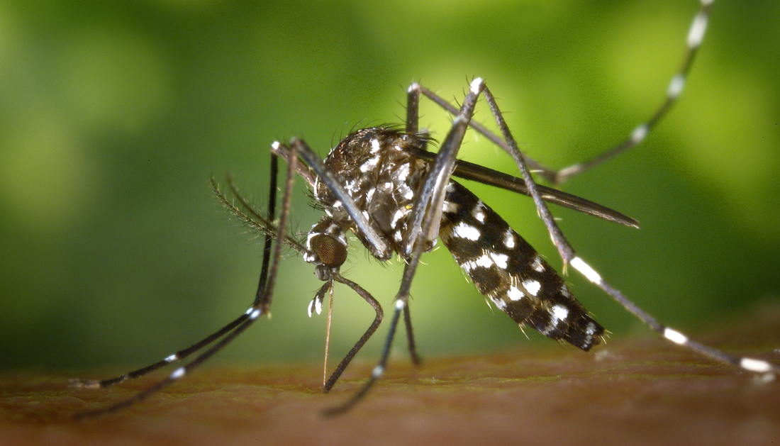 chikungunya