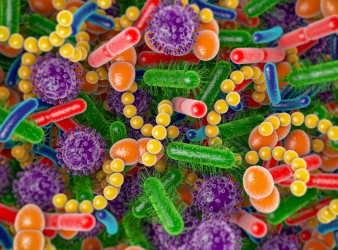 gut microbiome